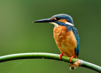 Blue bird, Common kingfisher (Alcedo atthis) perching on the branch over green background waiting to catch a fish in stream