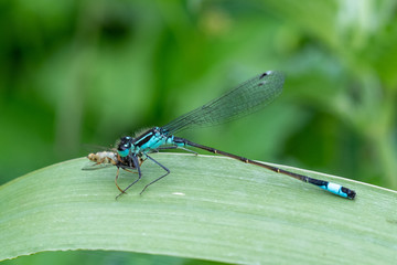 Common Blue Damselfly (Enallgma cyathigerum) close-up view
