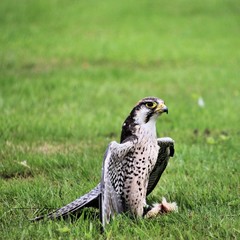 A Lanner Falcon