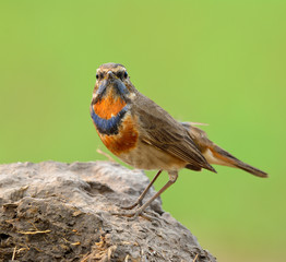 Bluethroat (Luscinia svecica) beautiful brown bird perching on dirt rock showing colorful neck feathers, fascinated creature