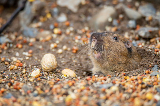 A pocket gopher peeks out to eat the seeds fallen from a bird feeder