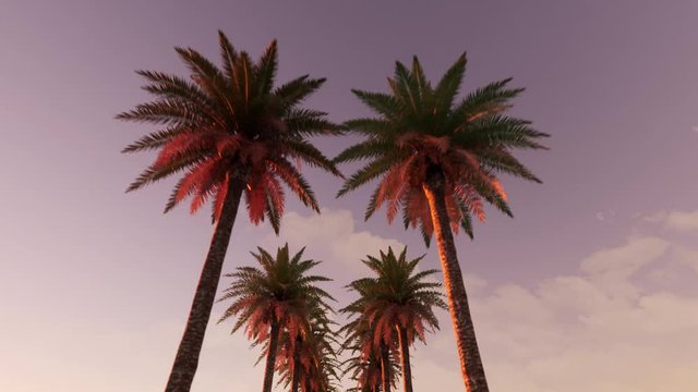Beautiful green alley of palm trees sunrise. Colorful rays View scene. 4k