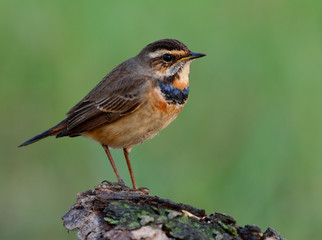 Obraz premium Bluethroat (Luscinia svecica) beautiful brown bird with coloful blue neck perching on wood showing its side feathers over fine green blur background, exotic nature