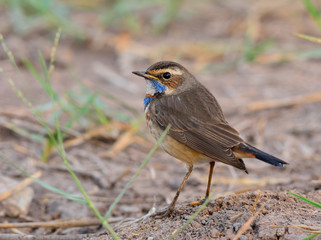 Bluethroat (Luscinia svecica) beautiful brown bird with coloful blue neck standing on the ground in the meadow field, exotic nature