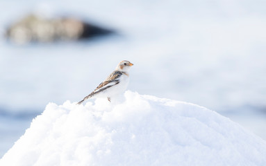 Beautiful Snow bunting (Plectrophenax nivalis) standing in the snow and resting during migration in Estonian seaside