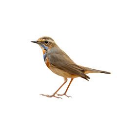 Bluethroat (Luscinia svecica) beautiful bworn bird with blue and orange neck and fine tail lifting isolated on white background, magnificent nature
