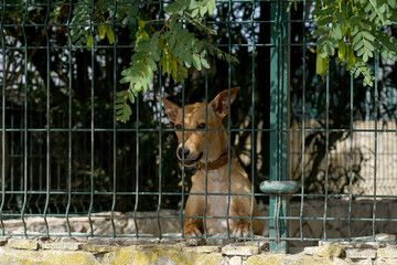 Hunt dogs behind spacious shady kennels in Portugal