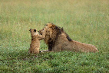 Male lion playing with lion cub in Serengeti Tanzania