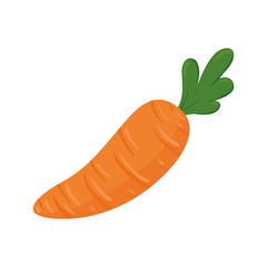 fresh carrot vegetable in white background vector illustration design