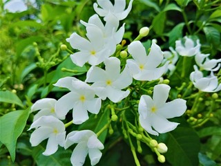 white flowers in the garden