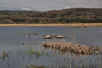 A view of Leighton Moss Nature Reserve