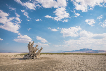 Fototapeta na wymiar Utah salt flats desert landscape with dead tree and distant hills