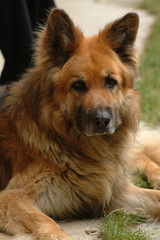 German Shepherd with long hair