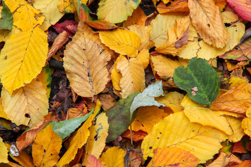 Nice color leaves  nature background abstract macro close up autumn