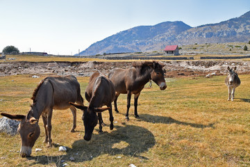 Obraz premium Donkeys graze in the meadow. Alpine village Korita in Montenegro