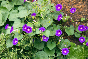 purple flowers in the garden