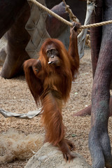 Monkey (orangutan) artistically poses for visitors to the Prague Zoo. Prague, Czech Republic