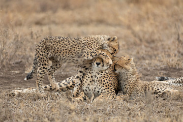 Cheetah mother and two cubs playing together in Ndutu Tanzania