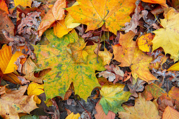 Nice color leaves  nature background abstract macro close up autumn