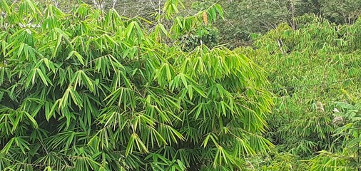 green grass background