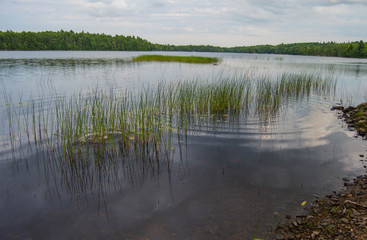 Lake plants