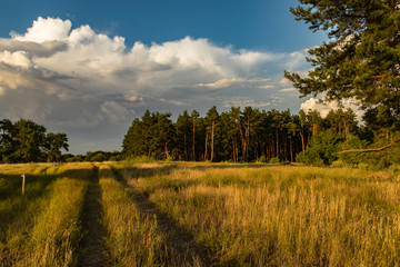 evening steppe landscape with blue sky and clouds