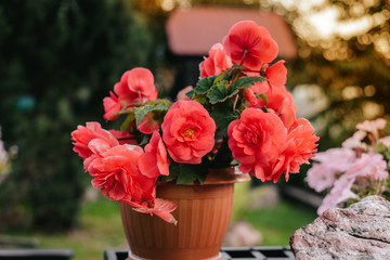 flowers in pots , colorful flowers pots