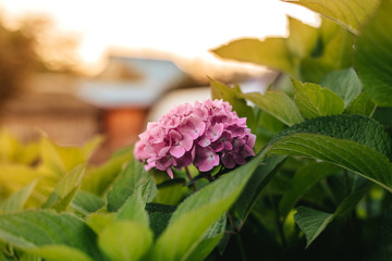 Purple Hydrangea flower (Hydrangea macrophylla) in a garden