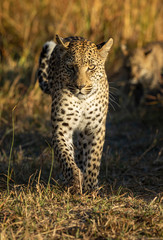 Fototapeta na wymiar Vertical portrait of an adult leopard walking towards camera in Moremi Okavango Botswana