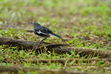 Oriental magpie robin bird perched on a timber.