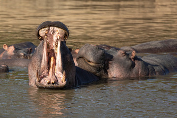 Big hippo yawn showing teeth tongue and pink mouth in Kruger Park South Africa