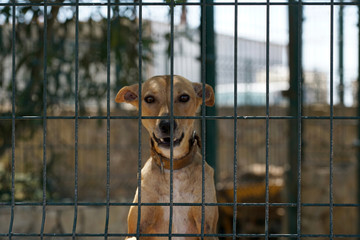 Hunt dogs behind spacious shady kennels in Portugal