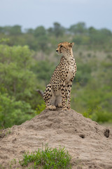 Vertical portrait of a cheetah sitting on a termite mound in Kruger Park South Africa