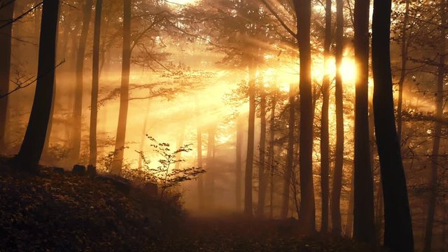 Following a path in a dreamy misty forest, with vibrant gold rays of sunlight falling through the fog and the silhouettes of trees 
