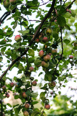 Red apples on apple tree branch