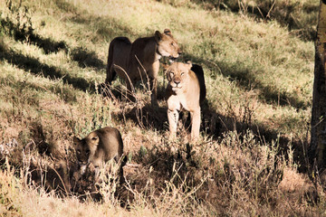 A view of a Lion in Kenya