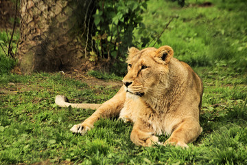 lion in the zoo