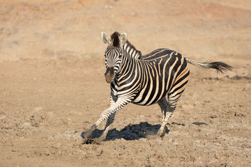 Obraz na płótnie Canvas Adult zebra running in muddy riverbed in Kruger Park South Africa
