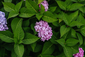Large pink blooming hydrangea in drops of water under an automatic watering system. Water dust in the air needs hydrangea (macrophyllum). Beautiful bokeh. Selective focus. Lush flowering hortensia