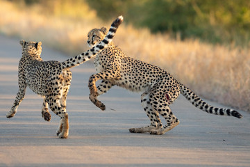 Two cheetah playing in the road with one cheetah having open wound in Kruger Park South Africa