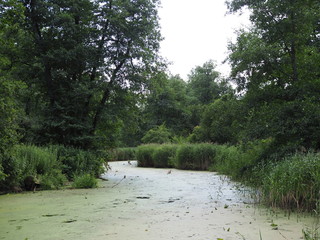 Lush green swamp and tropical forest scene. The sun is peaking through the thick foliage to reveal a gorgeous natural landscape