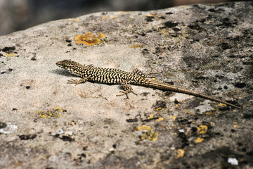 lizard on the stone