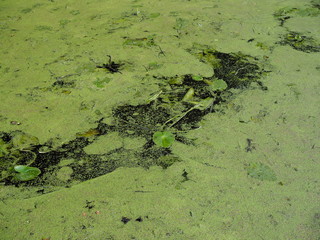 Lush green swamp and tropical forest scene. The sun is peaking through the thick foliage to reveal a gorgeous natural landscape