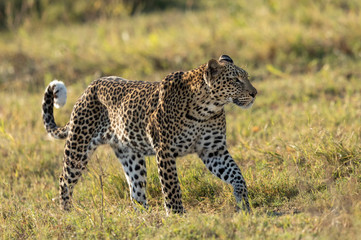 Old leopard walking through green bush in Khwai River Okavango Delta Botswana