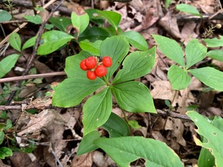 Bunchberry on a forest floor