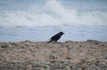 Crow at shore