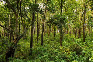 Rajaji National Park Dehradun