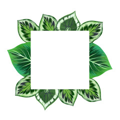 Square frame with leaves of domestic plants (begonia, monstera and adansonia calathea). Leaves painted with gouache. For postcards, posters and other designs.