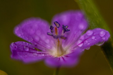 Purple flower in dew fresh greens meadow grass