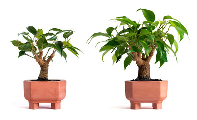 growth of ficus benjamin bonsai before and after isolated on white background